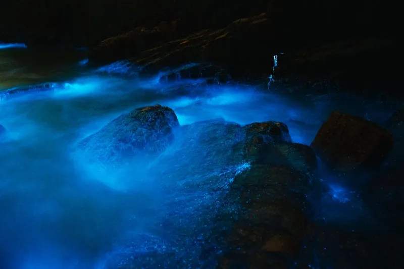 Nature's Own Light Show: Inside America's Bioluminescence Obsession