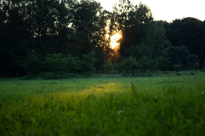The Original Glow: Why Americans Are Fighting to Save the Firefly Before It Flickers Out